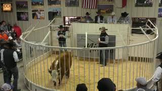 Mimms Cattle Co Club Calf Sale Hereford TX March 2024Mar02140932 [upl. by Nylloh769]