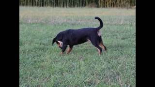 entlebucher sennenhund  wiga [upl. by Struve]