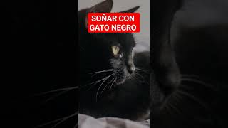 SOÑAR CON GATO NEGRO SU SORPRENDENTE SIGNIFICADO [upl. by Marcelline]