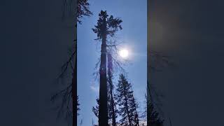 Standing in a forest destroyed by forest firefiredamage forestfire forest [upl. by Nivla43]