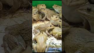 Master Frog Care in Just 5 Minutes a Day 1 [upl. by Boles]