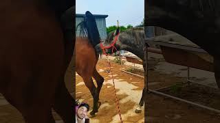 horse equestrian horselover horseriding animals funny remixart comedyfilms entertainment [upl. by Blanc]