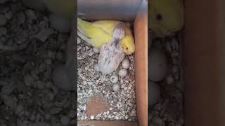 Baby parakeet sleeping on its mama birds budgies parakeet birdslover [upl. by Annawit]