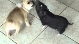 Mini pig and puppy Playing together so cute [upl. by Robillard]