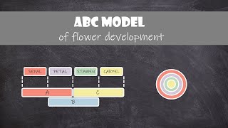 ABC Model of Flower Development  Plant Biology [upl. by Shabbir239]