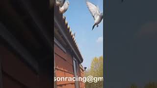 Racing pigeons tricks and tips [upl. by Orelia]