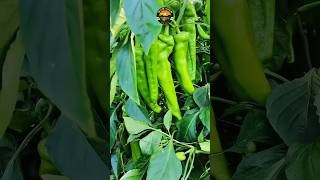 chilli pepper farming 🌶️ chilli farming shortsfeed amazing [upl. by Ahsinnod309]