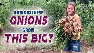 Large Onions WITHOUT Synthetic Fertilizer How I Grew Using Organic Methods 3 side by side tests [upl. by Cardon]