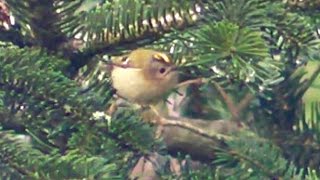 Goldcrest  The Smallest Bird in The UK  Roitelet huppé [upl. by Nogam]