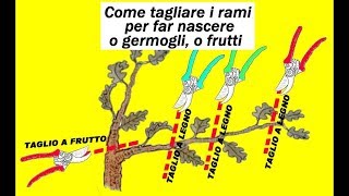 COME TAGLIARE I RAMI PER FAR NASCERE O GERMOGLI O FRUTTI [upl. by Haldis139]