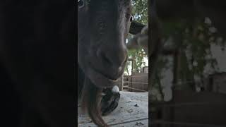 Billy gets giddy for apples farmlife billythegoat animalsanctuary [upl. by Notyalk]