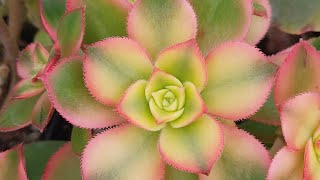 HOW TO GROW Aeonium quotKiwiquot [upl. by Kcirederf]