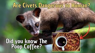 Are Civets Dangerous to Human Did you know The Poop Coffee [upl. by Jenette]