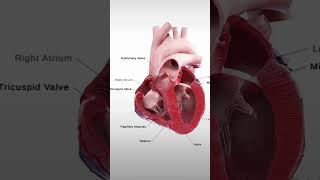 🩷Discover The Human Heart In Motion human heart bloodstrike vidyagyan science ai [upl. by Kraft809]