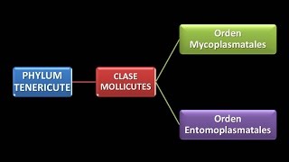 Dominio Bacteria  Phylum Tenericutes Los Mycoplasmas [upl. by Akinyt685]