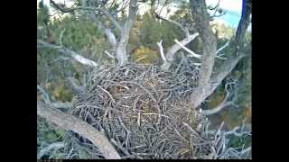 Fawnskin Bald Eagle 10292015 New cam nest at Big Bear Lake CA [upl. by Eihtur899]