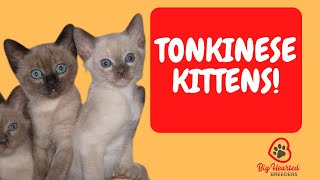 Tonkinese Cat  Tonkinese Kittens Learn Tonkinese cat colors and the Tonkinese cat personality [upl. by Kohn]