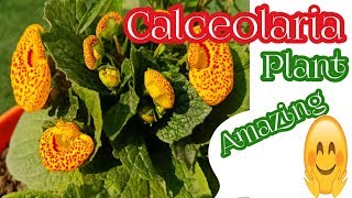 Calceolaria Plant  Ladys purse plant  Care and tips of Calceolaria [upl. by Nolyk]