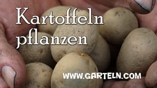 Kartoffeln selbst pflanzen bzw legen [upl. by Matta]