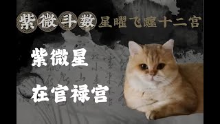 【紫微斗數】紫微星在官祿宮紫微星在12宮躔度的狀況研究易經譚 [upl. by Yasnil]