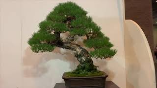 Kokufu Bonsai Exhibition 2019  Gak Bonsai [upl. by Alwin252]