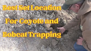 One Of My Best Set Locations For Coyote And Bobcat Trapping [upl. by Marguerita29]