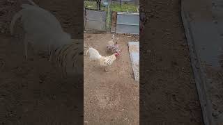 animalshorts fowlplay chicken gamefowlchickenfarm gamefowl chickens whitekelsogamefowl [upl. by Ahseital790]