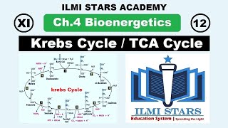 krebs cycle class 11 biology  11th biology live ch 11 krebs cuccle  11th biology book 1 [upl. by Enahpad]