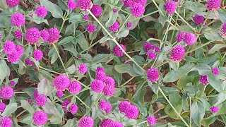 gomphrena Phool sundar sa paudha [upl. by Pate]