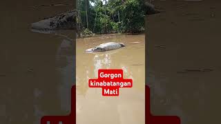 Kematian gorgon kinabatangan [upl. by Tselec285]