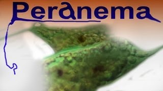 Peranema 4000x [upl. by Asserat]