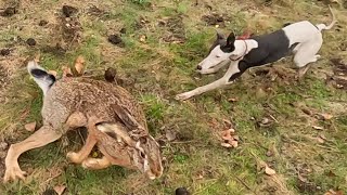 Galgos vs Liebres vs Conejos  Segunda cacería de los Whippet [upl. by Bakerman]