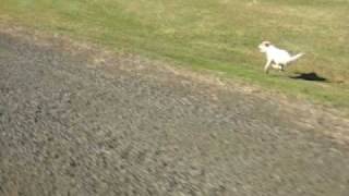 Parson Russell Terrier running at 40 km [upl. by Kennet]