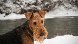 Airedale Terrier amp Kids The Perfect Match [upl. by Ecnerat204]