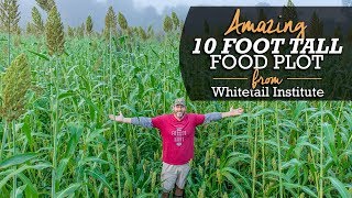 Amazing 10 Foot Tall Food Plot From Whitetail Institute [upl. by Moina931]