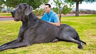 THE BIGGEST DOGS In The World [upl. by Ardnassak690]