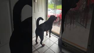 Tail up Rottweiler sees something germanrottweiler rottweilerlife barking guarddog [upl. by Gass]