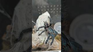 Easy catch for this Caribena versicolor tarantula spider Martinique Pinktoe Antilles shorts [upl. by Shir]