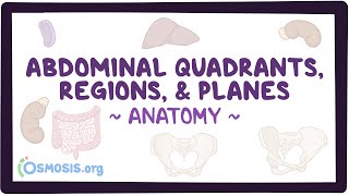 Abdominal quadrants regions and planes [upl. by Eada]