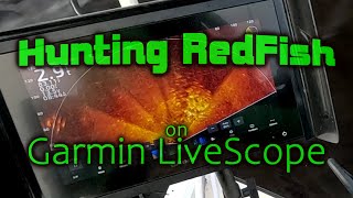 Hunting RedFish Schools on Garmin LiveScope [upl. by Ajiak]