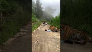 he will not run anymore determined to catch the tiger 67 youtubeshorts videoshort animals [upl. by Pincus]