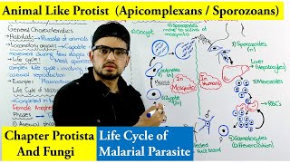 Animal Like protists Apicomplexa or Sporozoa  Life cycle of Plasmodium Malaria [upl. by Yajet335]