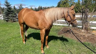 Sold 2019 aqhanrha mare by Yellow Jersey [upl. by Ahtimat]