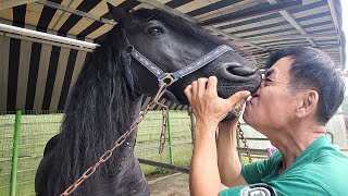 How to replace the beautiful Fresian horse hooves  Professional Farrier [upl. by Nosduh990]