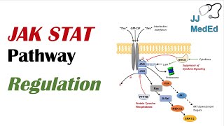 JAK STAT Signaling Pathway Regulation [upl. by Lewie]