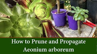 How to Prune and Take Cuttings of Aeonium arboreum  The Tree Aeonium [upl. by Dworman236]