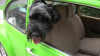 Giant Schnauzer coming home in his VW [upl. by Itirp]