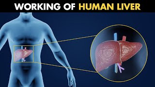 Working Of Human Liver  Anatomy And Physiology Of Liver 3D Animation [upl. by Zzahc]