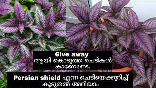 Persian shield plant care tips  പൂച്ചെടിയെക്കാളും ഭംഗിയുള്ള ഇലച്ചെടി  Give away plants lTipS noW [upl. by Tait967]