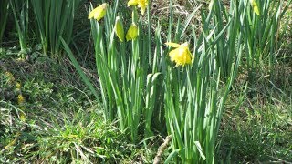 98  Récolte de graines de jonquilles  31052017 [upl. by Annhej666]